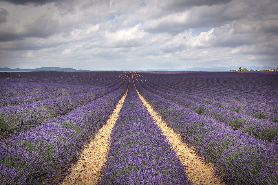 Aromatic plant fields